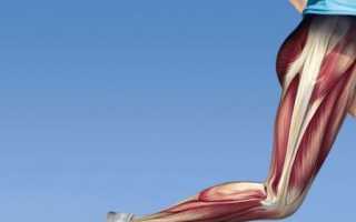 Что представляет собой четырехглавая мышца(квадрицепс)?